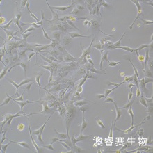 MDCK [NBL-2]（犬肾细胞）