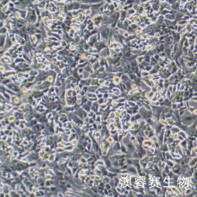 PC-12低分化（大鼠肾上腺嗜铬细胞瘤细胞（低分化））