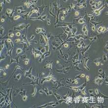 PC-12低分化（大鼠肾上腺嗜铬细胞瘤细胞（低分化））