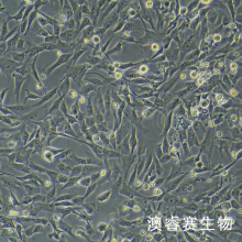 T/G HAVSMC（人血管平滑肌细胞）