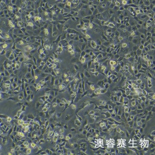 MLE-12（小鼠肺泡上皮细胞）