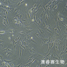 sNF96.2（人雪旺细胞神经纤维瘤病1型）
