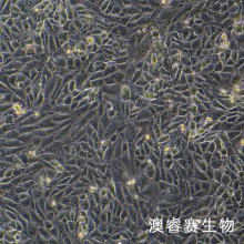 3D4/21（猪肺泡巨噬细胞）