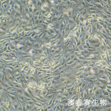 3D4/21（猪肺泡巨噬细胞）