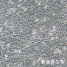 3D4/21（猪肺泡巨噬细胞）