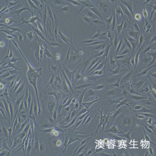 MAEC（小鼠主动脉内皮细胞）