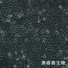 NPC/HK-1（人鼻咽癌细胞）