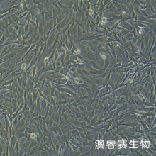小鼠骨髓间充质干细胞永生化