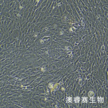 MC3T3-E1 小鼠胚胎成骨细胞前体细胞