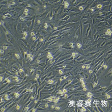 MC3T3-E1 小鼠胚胎成骨细胞前体细胞