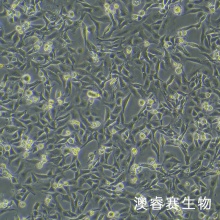 MC38小鼠结肠癌细胞