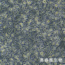 MC38小鼠结肠癌细胞