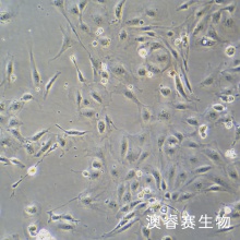 小鼠视网膜微血管内皮细胞