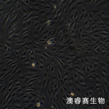 人呼吸道上皮细胞