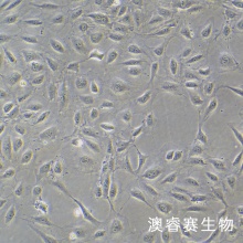 人呼吸道上皮细胞