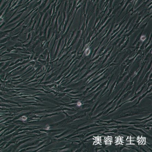 人主动脉平滑肌细胞