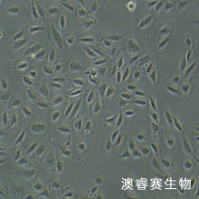 人子宫颈上皮细胞