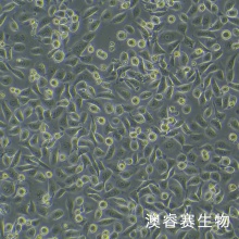 NCM460细胞；人正常结肠上皮细胞系