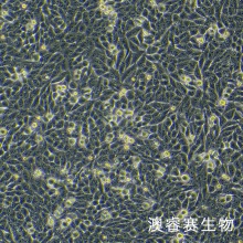 VX2 兔间变表皮鳞癌瘤株