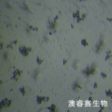 Y79（人视网膜母细胞瘤）