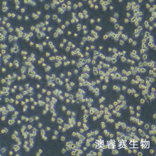 DC2.4 小鼠树突状细胞