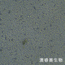 DC2.4 小鼠树突状细胞