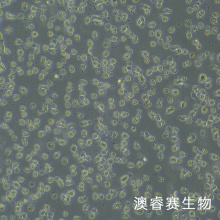 LUVA 细胞， 永生化人肥大细胞系