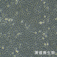 小鼠肺动脉内皮永生化细胞