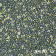 HCT-116 人结肠癌细胞