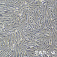 MA104（罗猴胎肾细胞）