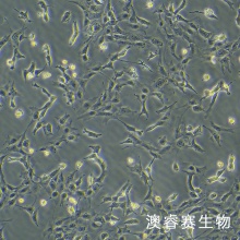 HMC 人肾小球系膜细胞