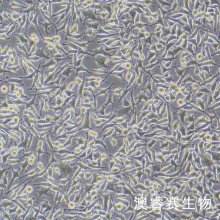 DRG 大鼠背根神经节细胞