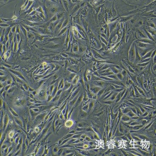 C166 小鼠血管内皮细胞