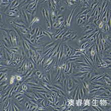 C166 小鼠血管内皮细胞