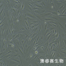 CCD18Co 正常人结肠组织细胞