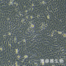 THLE-2 人正常肝细胞
