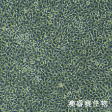 OLN-93 大鼠少突胶质前体细胞