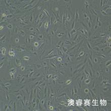 CCD-841CoN细胞；人正常结肠上皮细胞