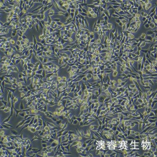 HD-11（ 鸡巨噬细胞）