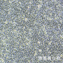 CTX TNA2（大鼠星形胶质细胞）