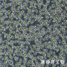 HMC-1 人肥大细胞