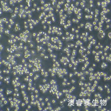 HMC-1 人肥大细胞