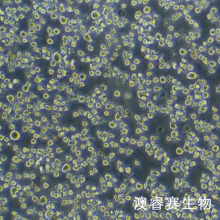 HMC-1 人肥大细胞