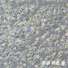 EJ-1 人膀胱癌细胞（询价）