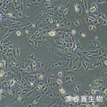 HS 766T 人胰腺癌细胞