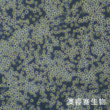 AE-2 小鼠杂交瘤细胞抗AChE（询价）