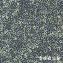 KYSE-70 人食管鳞癌细胞