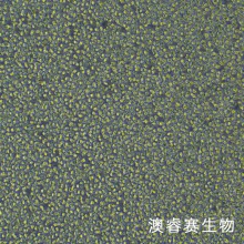 OCI-LY1（人B细胞淋巴瘤）