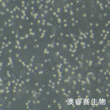 OCI-LY1（人B细胞淋巴瘤）