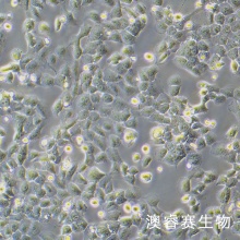 MCF7/ADR（人乳腺癌阿霉素耐药细胞株）
